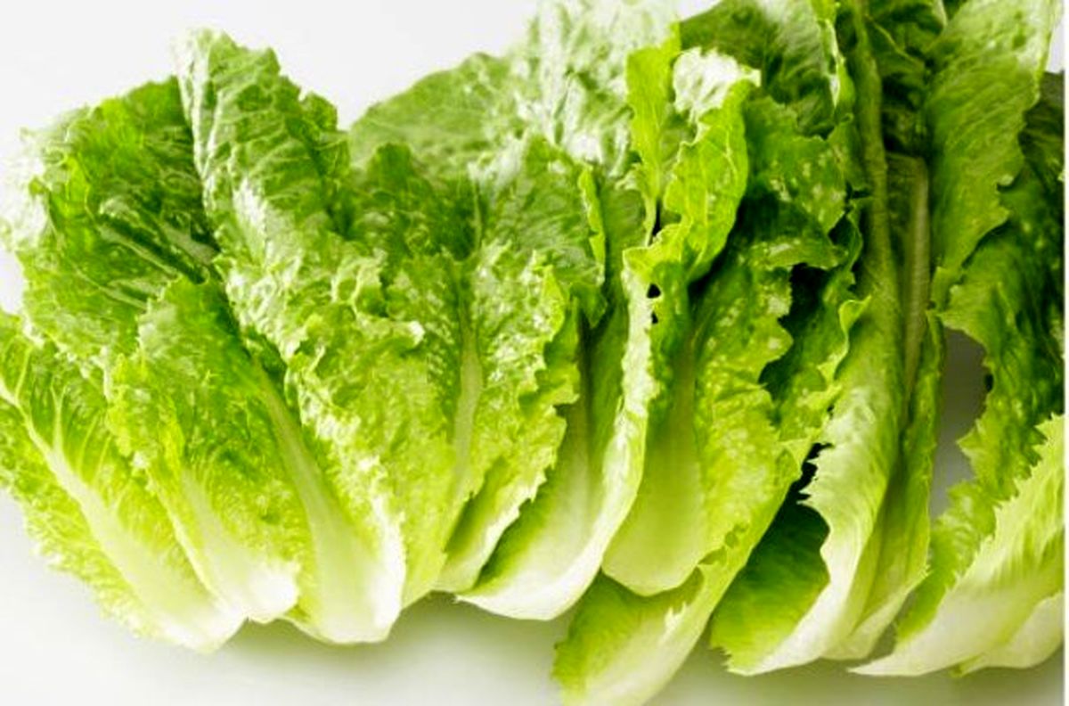 کاهو گیاهی برای بارداری

