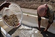 پرورش میگو صنعتی اشتغالزا در هرمزگان است