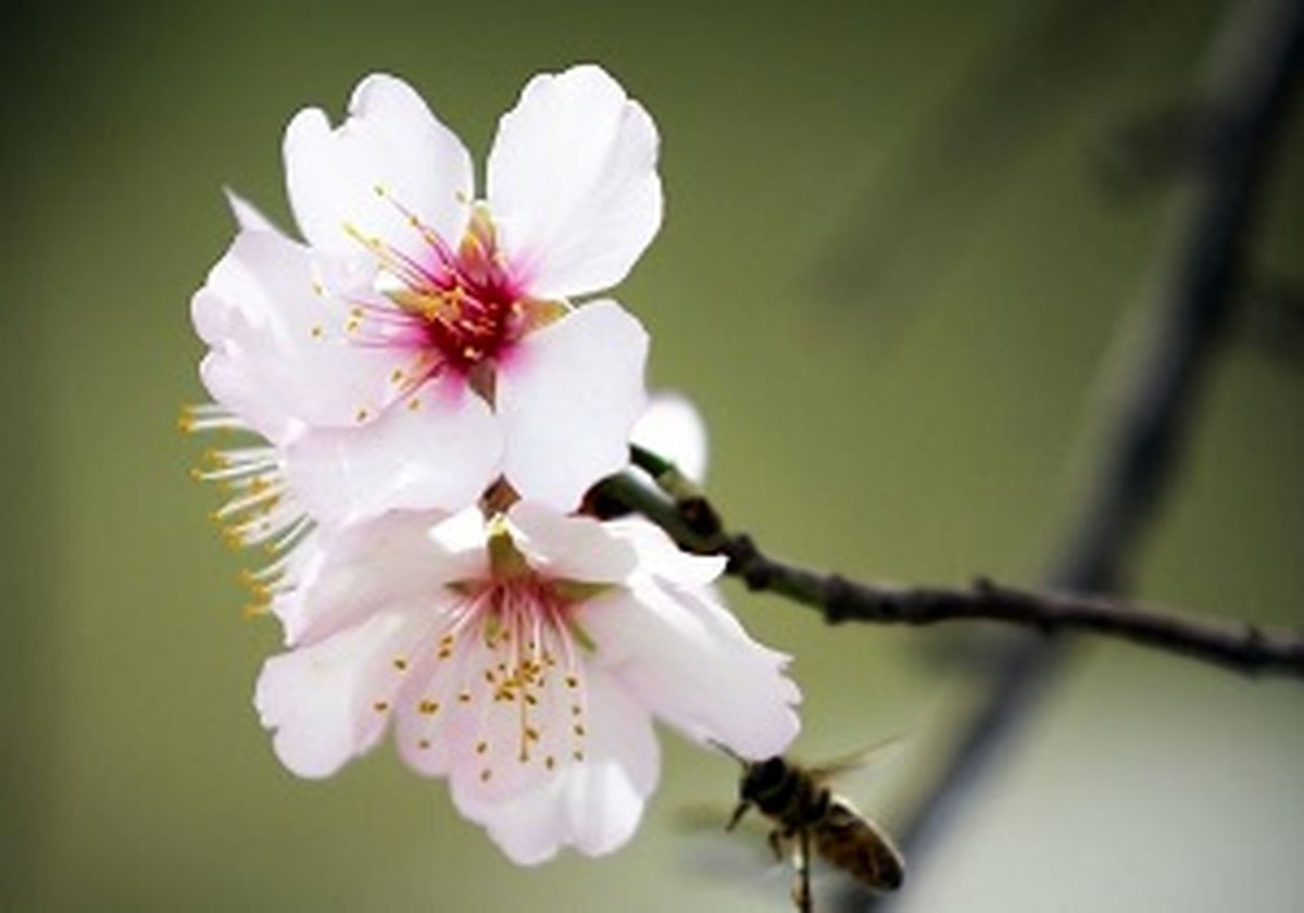 موجودی که نخستین قاصد بهار است+عکس