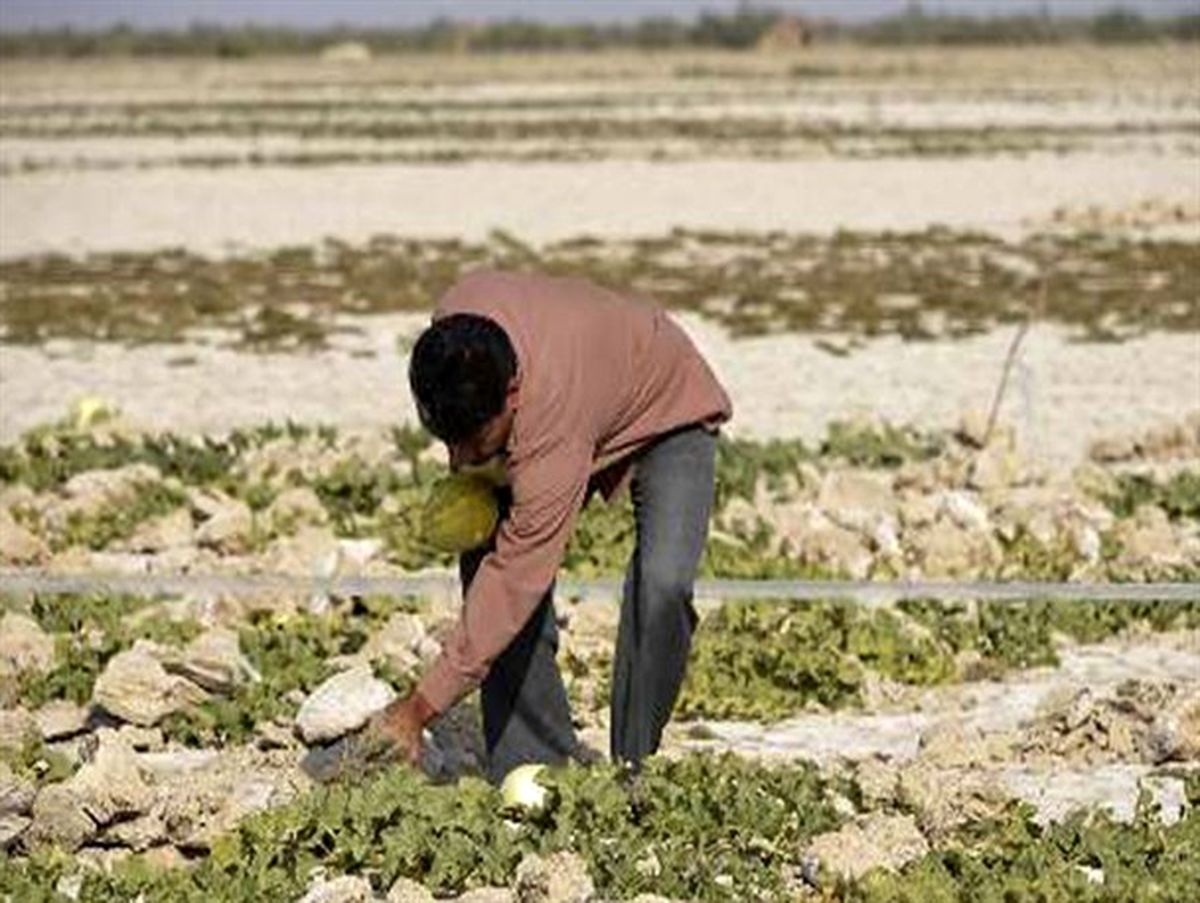میوه ای که نیاز به آبیاری ندارد