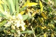 زنگ خطر افزایش بیماری لکه طاووسی در باغات طارم و بی‌توجهی مسئولان