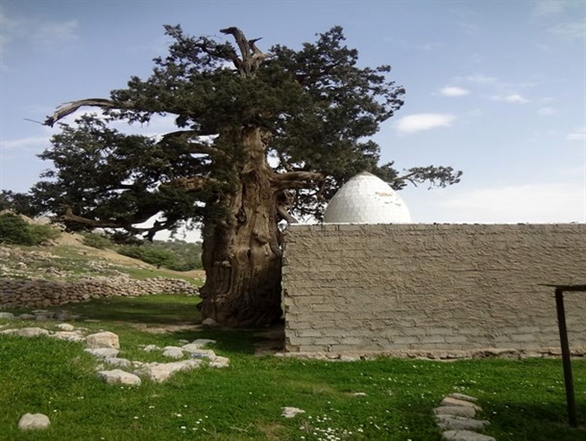 قدیمی ترین درخت سرو ایران در باشت+تصاویر