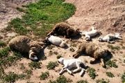شیوع تب برفکی و تلف شدن 13 راس گوساله