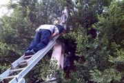 مرگ یک جوان هنگام جمع آوری عسل