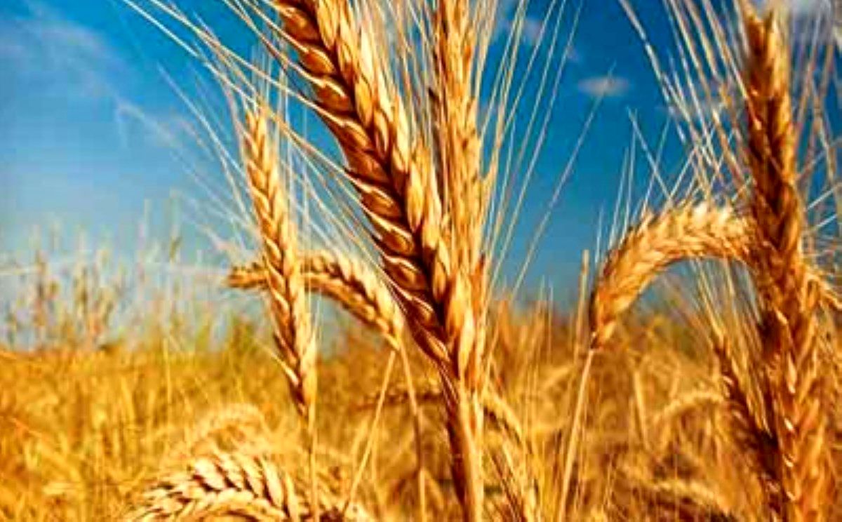 خرید تضمینی گندم به ۶۰۰ هزار تن رسید