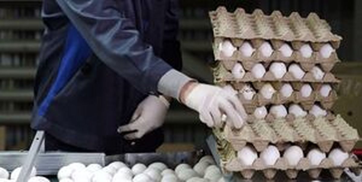
عرضه تخم‌مرغ در بازار پایین‌تر از نرخ مصوب
