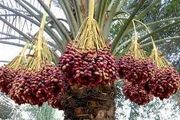 
صادرات خرما ۲۰ درصد افزایش یافته است
