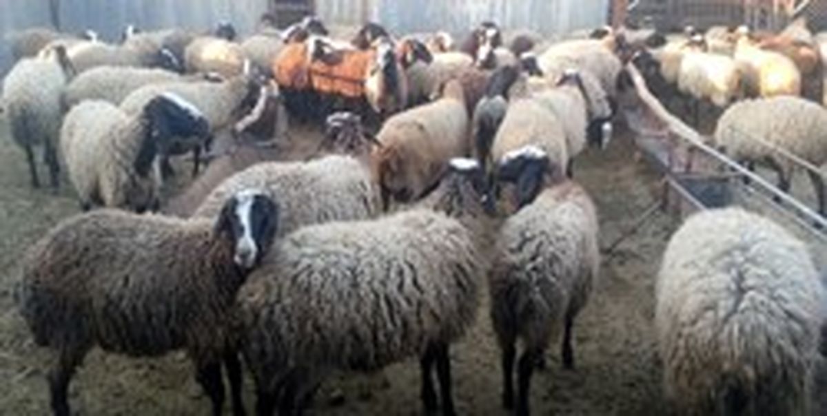 
کشف و ضبط 400 کیلوگرم گوشت فاسد
