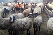 دستگیری سارقان ۸۰۰ راس گوسفند در ساوه