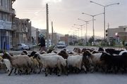 حضور روزانه 5 هزار دام در محیط شهری رشتخوار