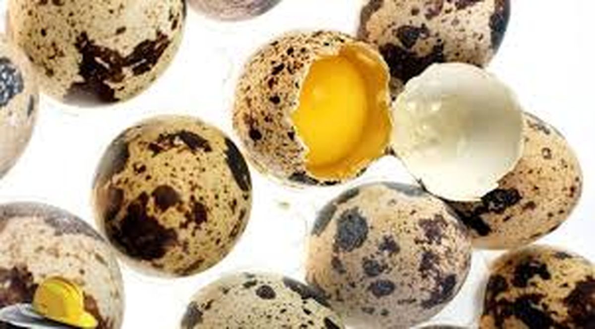 ۹ خاصیت تخم بلدرچین برای بدن
