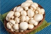 قیمت انواع مختلف قارچ در بازار
