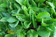 رفع جوش های موضعی پوستی با این گیاه