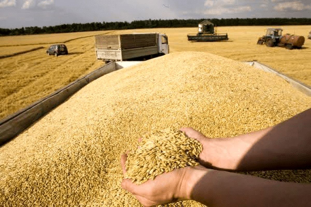 زمان آغاز خرید تضمینی گندم