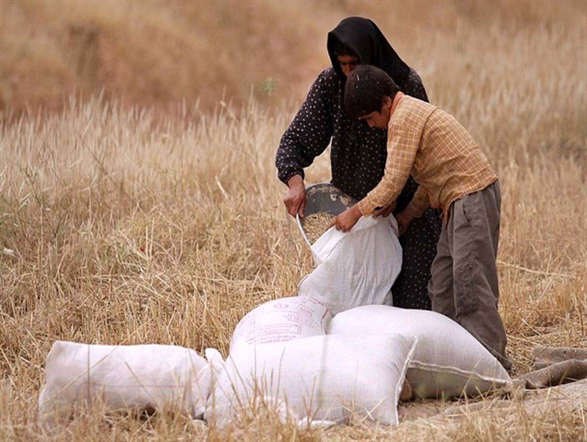 خرید تضمینی گندم آب رفت