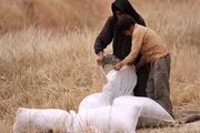 خرید تضمینی گندم آب رفت