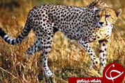 
ثبت رکورد 8 گونه نایاب گربه سان ها ،در استان اصفهان
