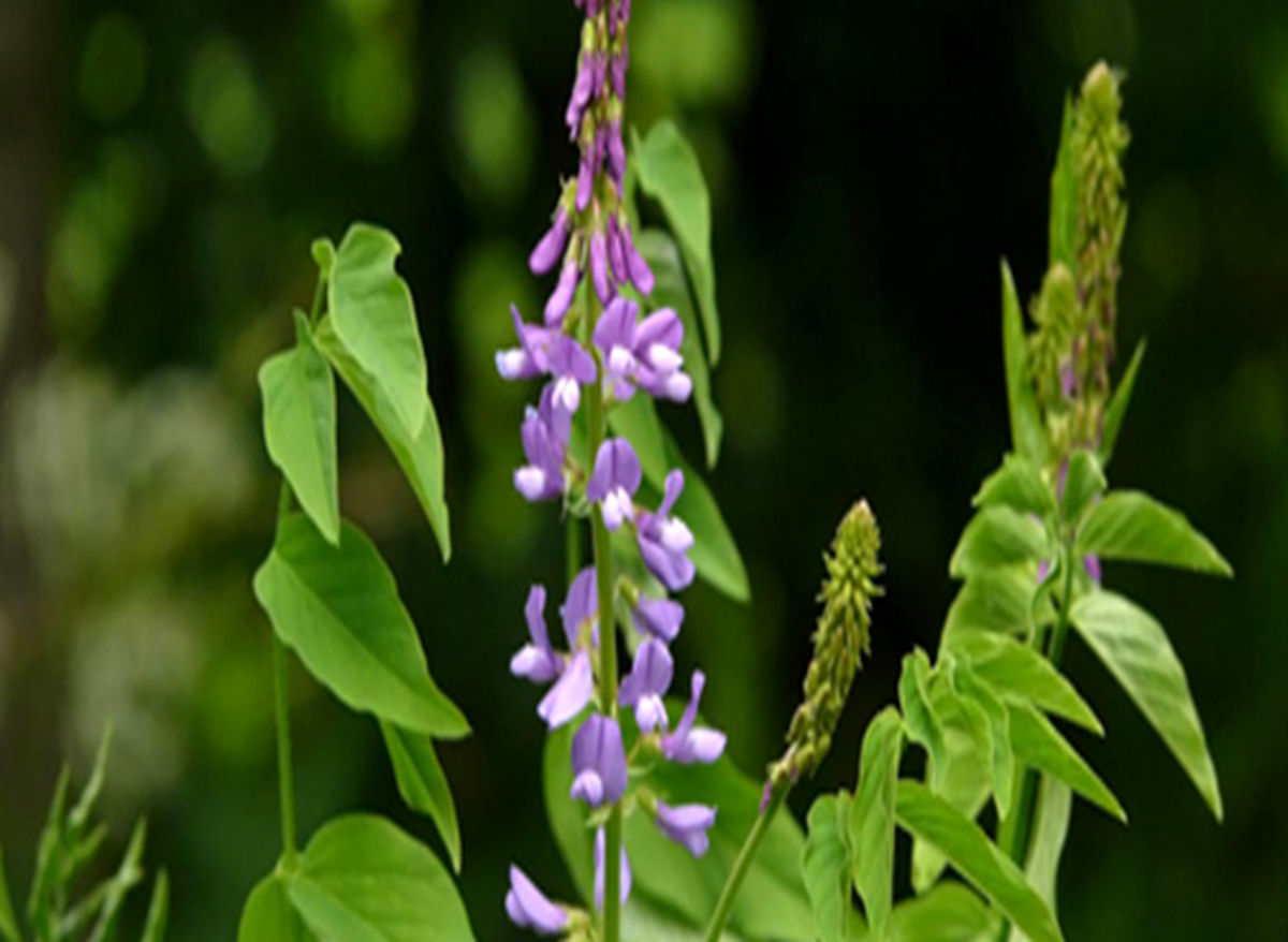 گیاه گالگا و خواص درمانی آن