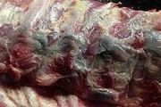 دپوی گوشت‌های فاسد در جنوب تهران صحت دارد؟
