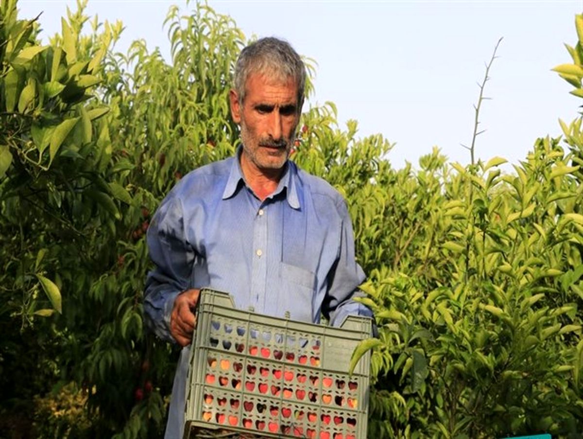 ابداع روش های منحصر به فرد کشاورزی توسط نخبه ای که سواد خواندن و نوشتن ندارد
