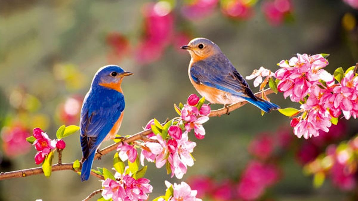 صدای زیبای پرندگان، درمانگر افسردگی
