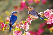 صدای زیبای پرندگان، درمانگر افسردگی
