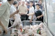 ردپای دلالان در آشفتگی بازار مرغ