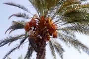 برداشت 400 تن رطب آلمهتری از نخلستان های سیریک آغاز شد+تصاویر