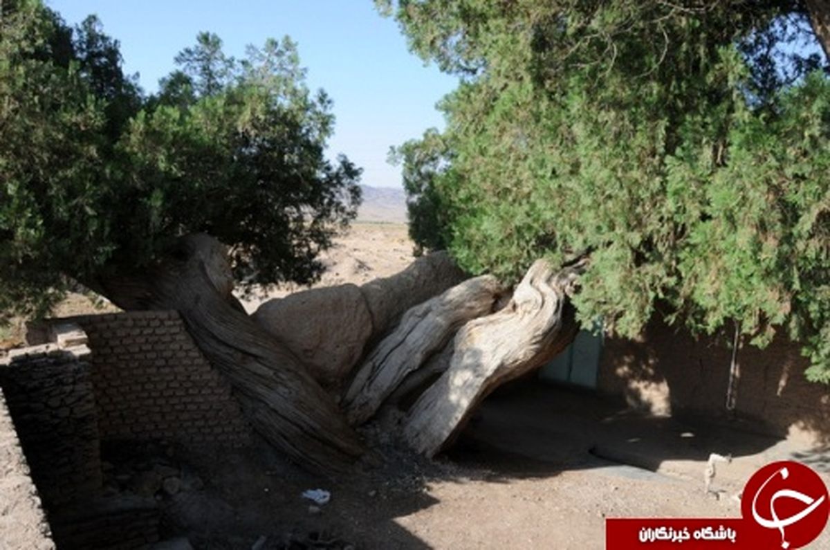 
درختان سرو1هزار و 500 ساله قاینات،مقصد گردشگران+تصاویر
