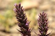 خواص معجزه‌آسای این گیاه در بهار
