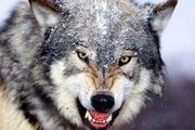 رها سازی گرگ های پلاک دار در خراسان جنوبی شایعه است