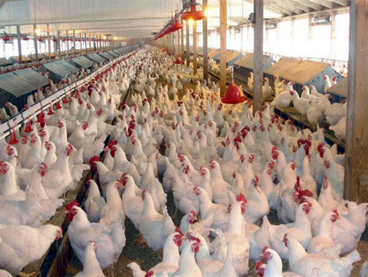 بیش از 815 هزار قطعه جوجه‌ریزی در واحدهای مرغداری مه‌ولات