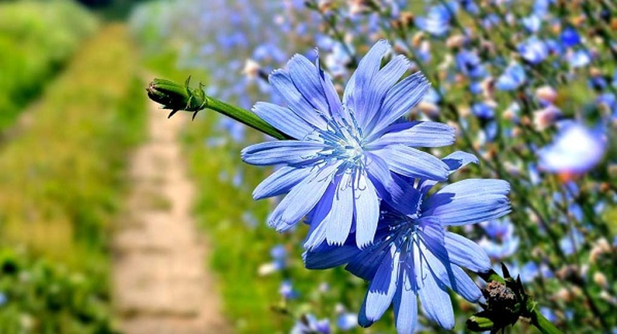 طریقه مصرف عرق کاسنی برای درمان جوش