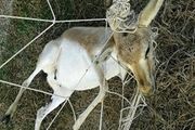 مرگ دو آهو در زمین چمن فلات قاره خارگ