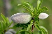 روغن بادام سلاحی قدرتمند در برابر چاقی و دیابت