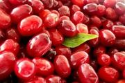 فواید عجیب زغال اخته