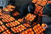 پرتقال‌های مصری در غرفه‌های سازمان میادین قاچاق نیست