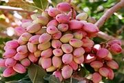 تولید پسته به ۳۹۰ هزار تن می‌رسد
