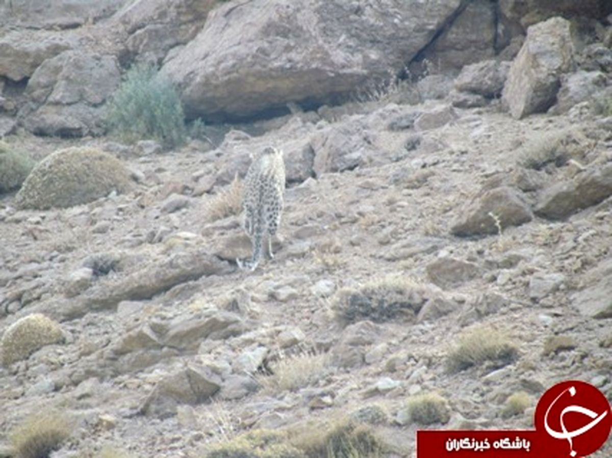 
ثبت تصاویر پلنگ ایرانی در پارک ملی صیدوا +تصاویر
