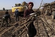 قطب نیشکر ایران زیر آب/ عکس