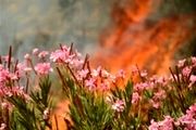 جنگل‌های اندیمشک دوباره طعمه حریق شد