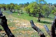 حمله خشکسالی زودرس به جنگلهای بلوط