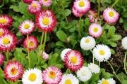 گل‌های بهاری در گلستان طبیعت مازندران+تصاویر