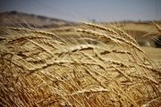  برداشت خوشه‌های طلا در کردستان/ گزارش تصویری