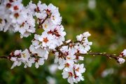 شکوفه های بهاری/گزارش تصویری