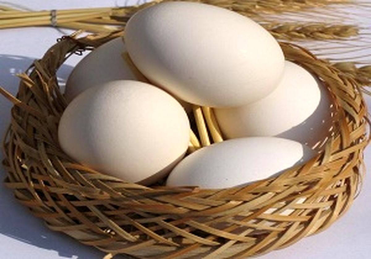 پسر عجیبی که مانند مرغ، تخم می‌گذارد/عکس