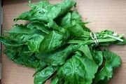 خوردن اسفناج در رفع تشنگی موثر است