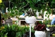 نمایشگاه گل و گیاه زنجان/ گزارش تصویری