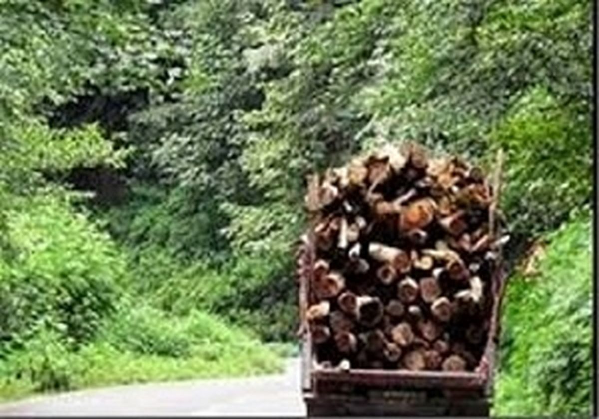 ۷۰ درصد بازار چوب ایران، وارداتی است