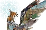 سیمرغ بازیگری بر شانه‌های آقاخانی و کوثری